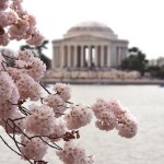 DC Cherry Blossoms 2