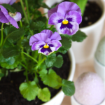Spring & Easter Pansy Centerpiece 