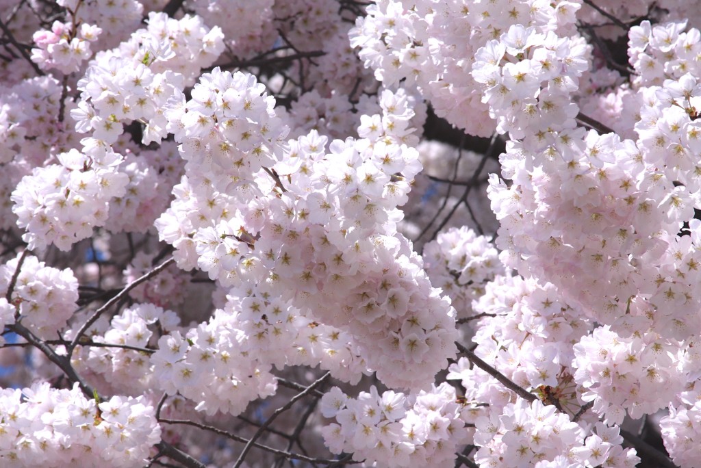 2015 National Cherry Blossom Festival