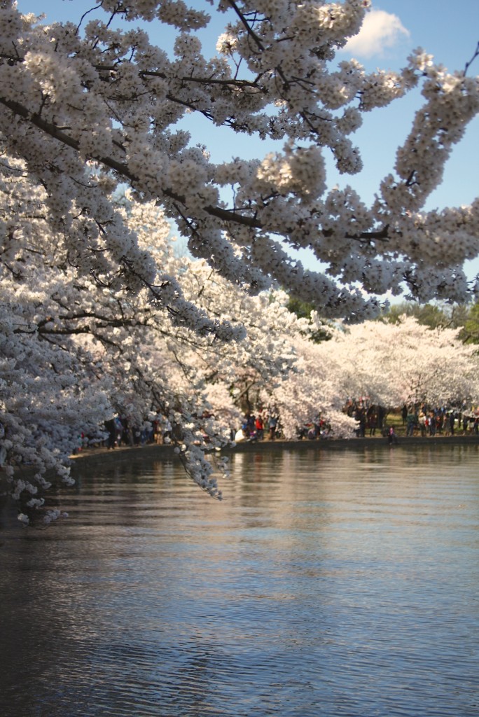 2015 National Cherry Blossom Festival